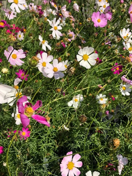 Όμορφα Λευκά Και Ροζ Λουλούδια Στον Κήπο — Φωτογραφία Αρχείου