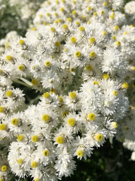 Beautiful White Flowers Park Macro — Stock Photo, Image
