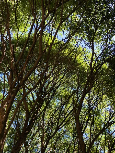 Schöne Aussicht Weidenzweige Garten — Stockfoto