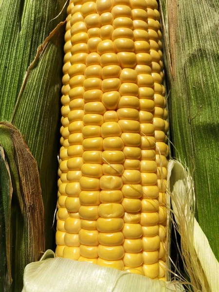 Свіжа Сезонна Кукурудза Листям Крупним Планом — стокове фото