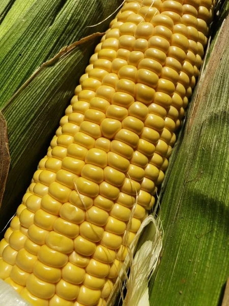 Friss Szezonális Kukorica Levelekkel — Stock Fotó