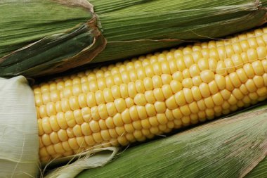 Yaprakları yakın taze mevsimlik mısır 