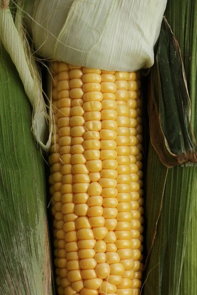 Свіжа Сезонна Кукурудза Листям Крупним Планом — стокове фото
