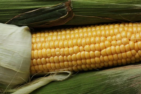Friss Szezonális Kukorica Levelekkel — Stock Fotó