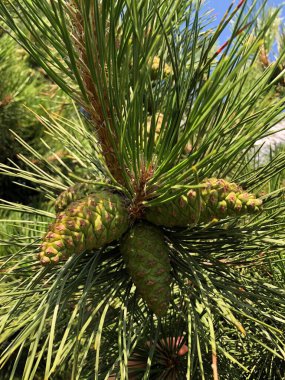 Parkta yeşil kozalaklı güzel bir çam ağacı