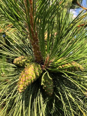 Parkta yeşil kozalaklı güzel bir çam ağacı