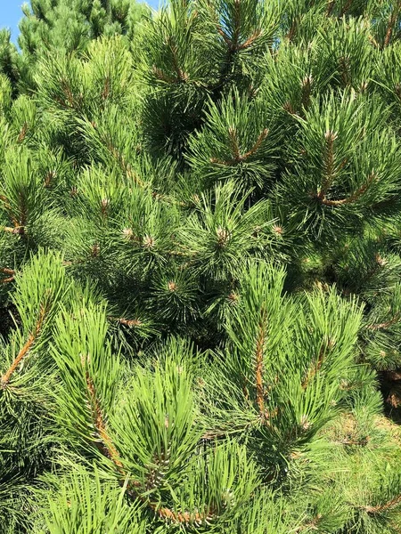 Parkta Yeşil Kozalaklı Güzel Bir Çam Ağacı — Stok fotoğraf