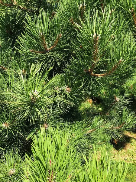 Beautiful Pine Green Cones Park — Stock Photo, Image
