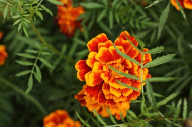 Yaz parkında güzel portakal çiçekleri