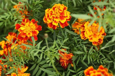 Yaz parkında güzel portakal çiçekleri