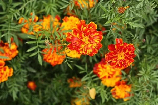 Bellissimi Fiori Arancio Parco Estivo — Foto Stock