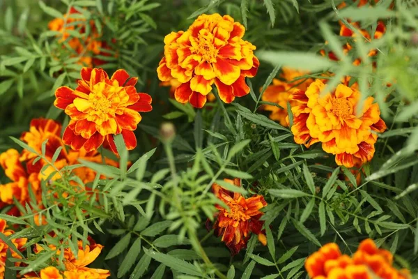 Yaz parkında güzel portakal çiçekleri