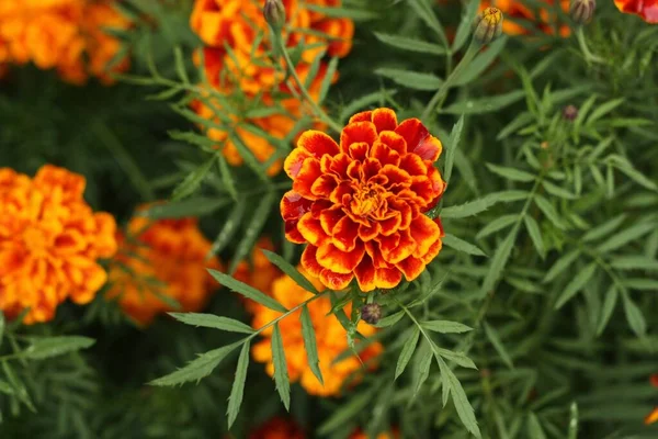 Yaz parkında güzel portakal çiçekleri