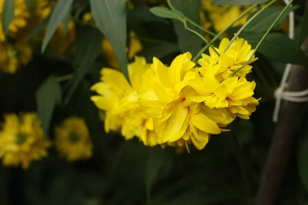 Lindas Flores Amarelas Parque Verão — Fotografia de Stock