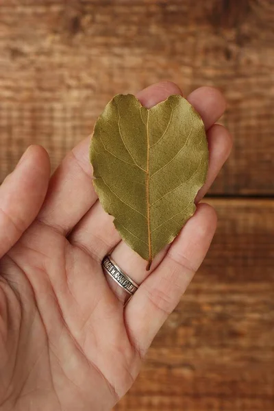 Bay leaf in shape of heart in hand — Stock Image Bay Leaf Shape Heart Hand Royalty Free Stock Photos