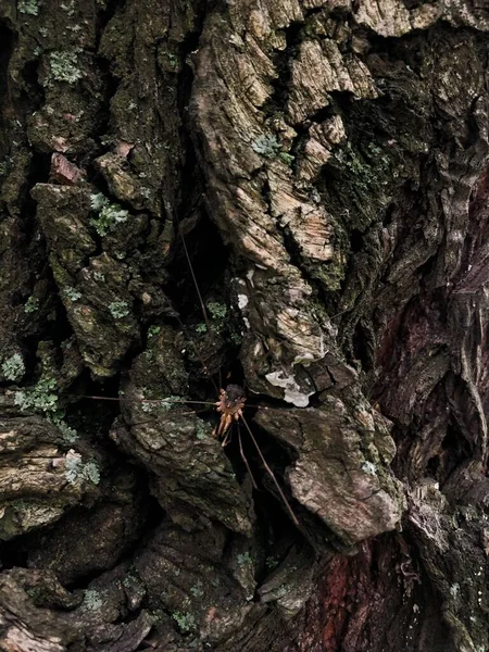 Ragno Marrone Sulla Corteccia Dell Albero Vicino — Foto Stock