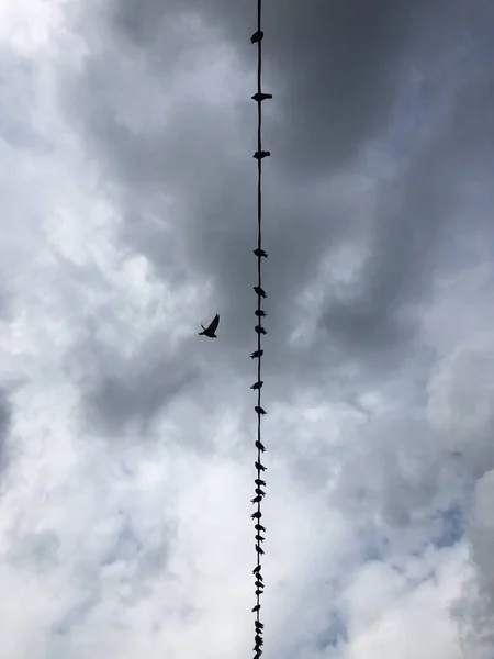 비둘기들이 있습니다 — 스톡 사진