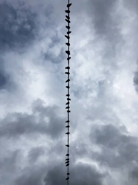 Viele Tauben Sitzen Auf Dem Draht — Stockfoto