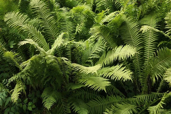 Prachtig Uitzicht Groene Varen Het Bos — Stockfoto