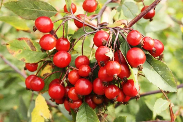 Hawthorn Tree Berries Garden — Stock Photo, Image