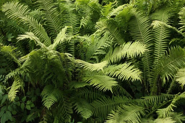 Vacker Utsikt Grön Ormbunke Skogen — Stockfoto