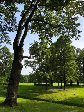 Yaz parkındaki güzel manzara ağaçları. 