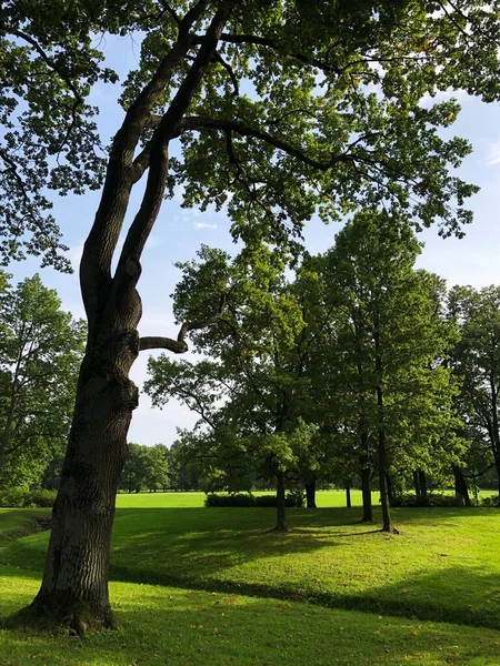 Belas Árvores Paisagem Parque Verão — Fotografia de Stock