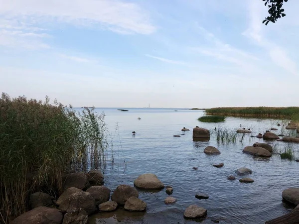 Piękny Letni Krajobraz Trawy Jeziora — Zdjęcie stockowe