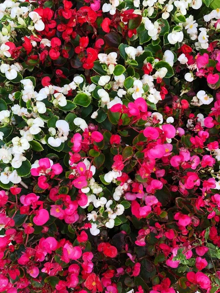 Hermosas Flores Blancas Rosas Macizo Flores —  Fotos de Stock