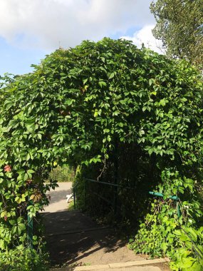 Kemerde güzel yeşil bir bitki 