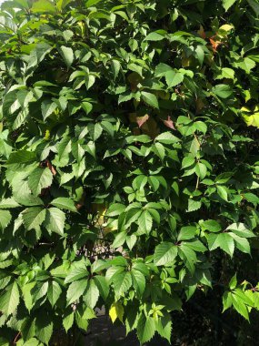 Kemerde güzel yeşil bir bitki 