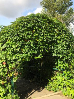 Kemerde güzel yeşil bir bitki 