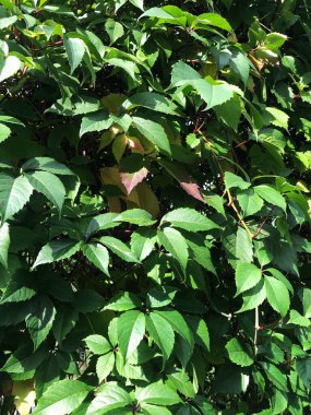 Kemerde güzel yeşil bir bitki 