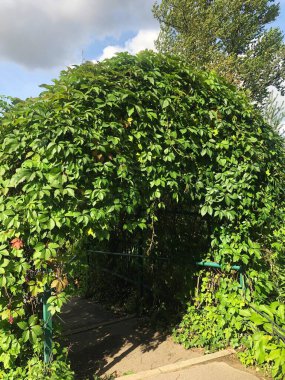 Kemerde güzel yeşil bir bitki 