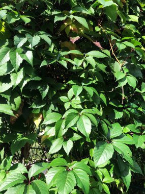 Kemerde güzel yeşil bir bitki 