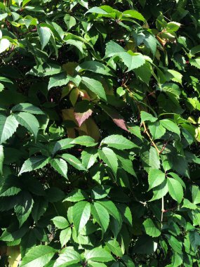 Kemerde güzel yeşil bir bitki 