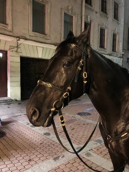 Mooi Zwart Paard Straat Macro — Stockfoto
