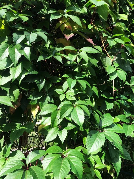 Kemerde güzel yeşil bir bitki 