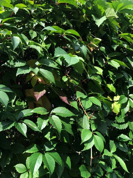 Kemerde güzel yeşil bir bitki 