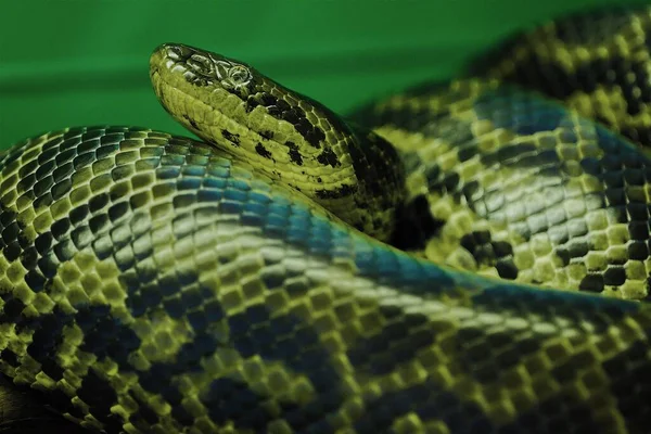 Beautiful Big Green Snake Aquarium — Stock Photo, Image