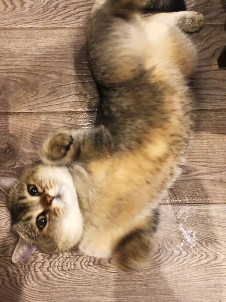 Beautiful Scottish Fold Cat Floor — Stock Photo, Image