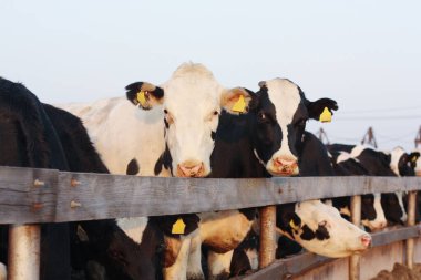 Çiftlikteki komik siyah beyaz inekler