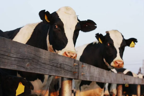 Divertidas Vacas Blancas Negras Granja — Foto de Stock