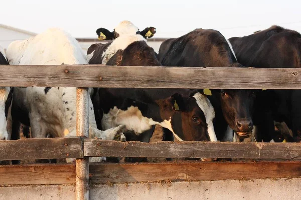Çiftlikteki komik siyah beyaz inekler 