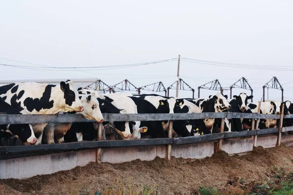 Divertidas Vacas Blancas Negras Granja — Foto de Stock