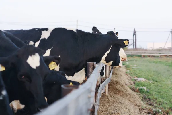 Divertidas Vacas Blancas Negras Granja — Foto de Stock