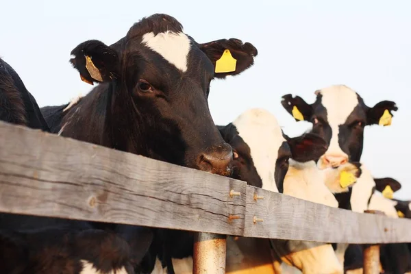 Divertidas Vacas Blancas Negras Granja — Foto de Stock