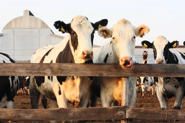 Divertidas Vacas Blancas Negras Granja — Foto de Stock