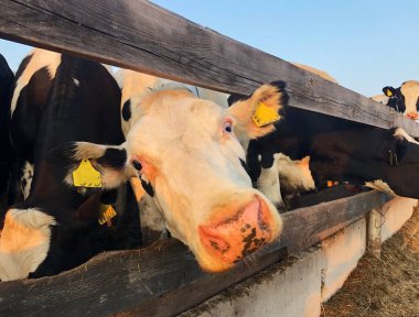 Çiftlikteki komik siyah beyaz inekler 