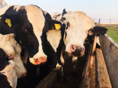 Çiftlikteki komik siyah beyaz inekler 